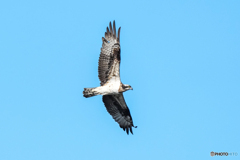 いつもの公園「冬空悠々」