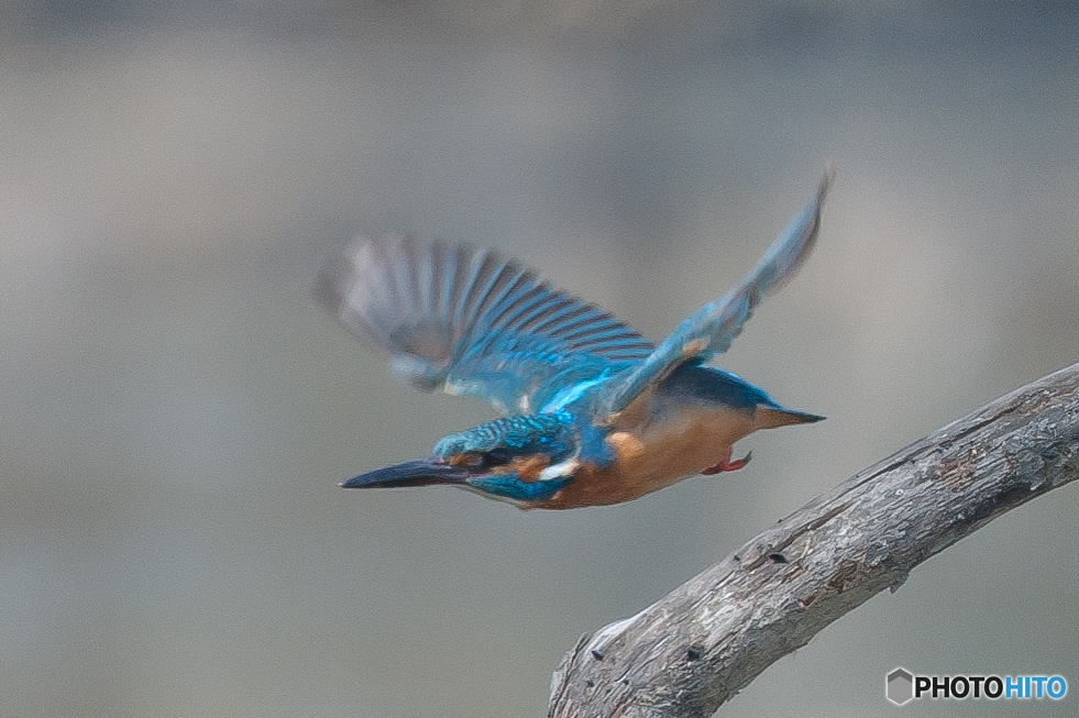 いつもの公園「カワセミ日和」（４）
