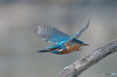 いつもの公園「カワセミ日和」（４）