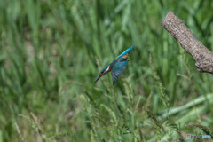 いつもの公園「新しい居場所、気に入っていただけたでしょうか？」（７）
