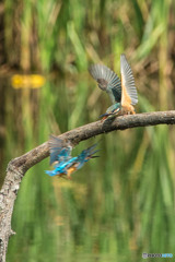 いつもの公園2015「チェイス、カワセミ」（４）