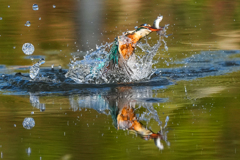 いつもの公園「翡翠四景色」（壱）