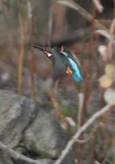 いつもの公園久しぶり５－５「カワセミ」