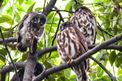 アオバズク一家