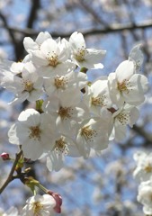 櫻咲く（３）