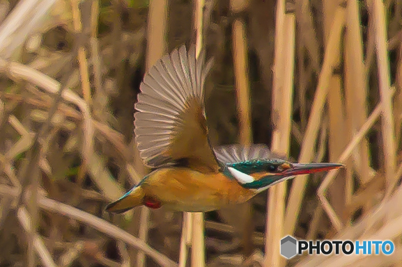 いつもの公園　カワセミ三景（１）