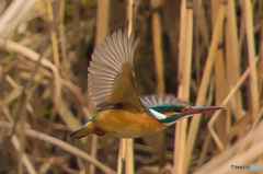 いつもの公園　カワセミ三景（１）
