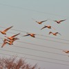 暁の群翔（３）