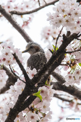 サクラヒヨドリ（１）権現堂公園