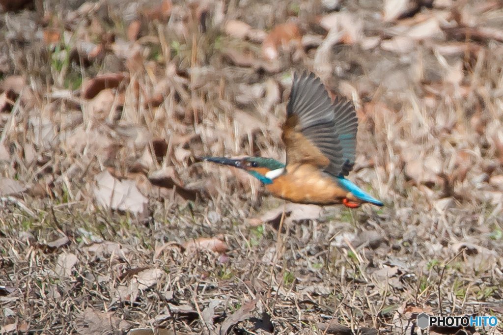 カワセミ飛行（４）
