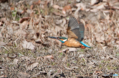 カワセミ飛行（４）