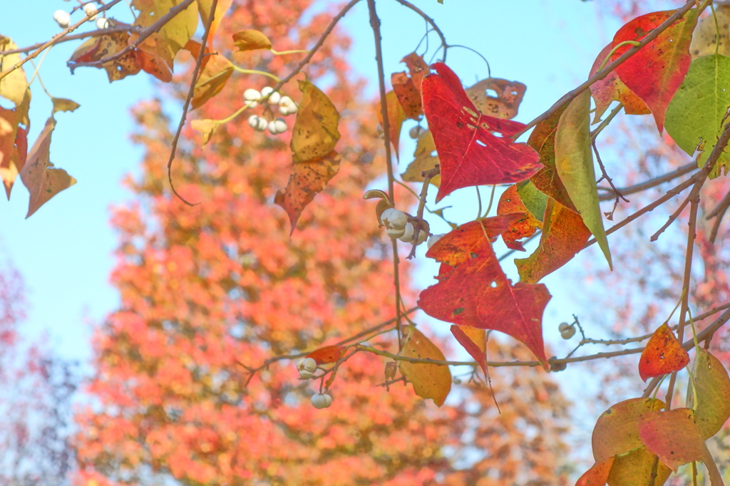 錦秋色晴天　紅葉簾　４－４「散紅葉」