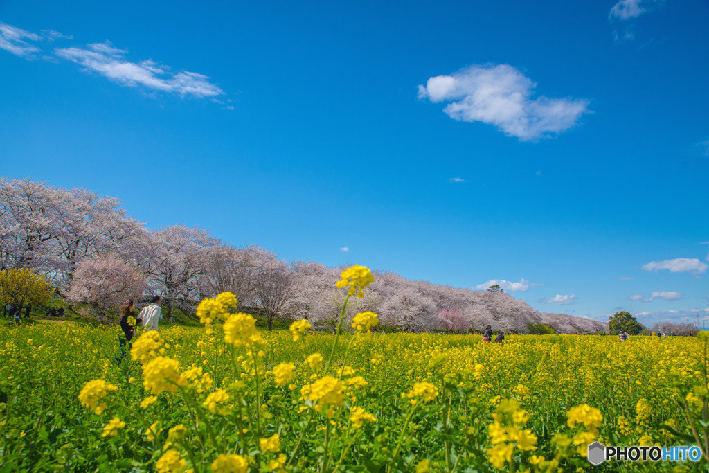 権現堂公園　2020「春」