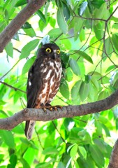 アオバズク三姿態３－２「凛として動かず」
