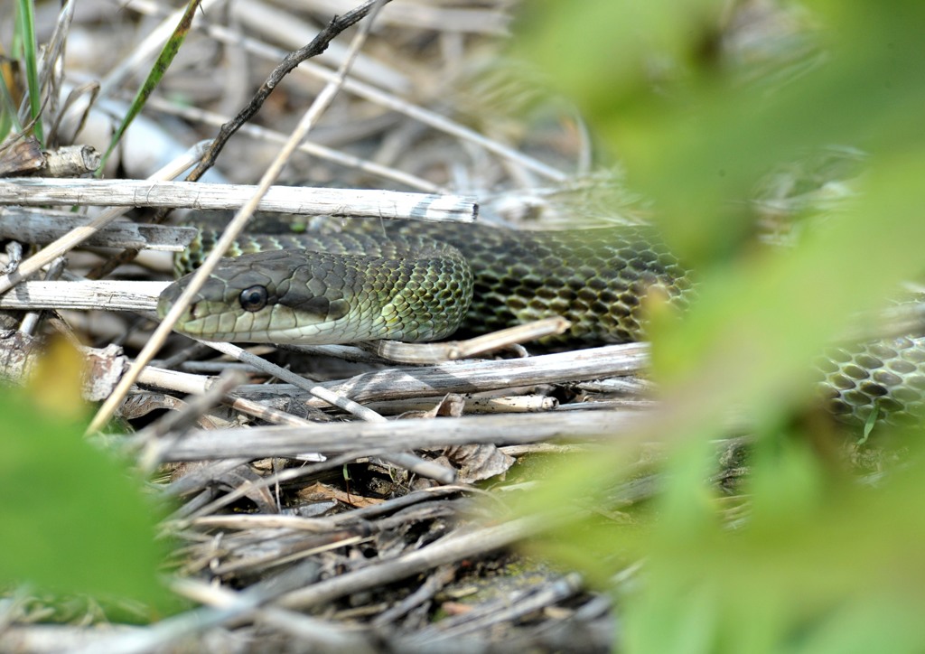 ６月１０日、利根川堰堤４－１「青」