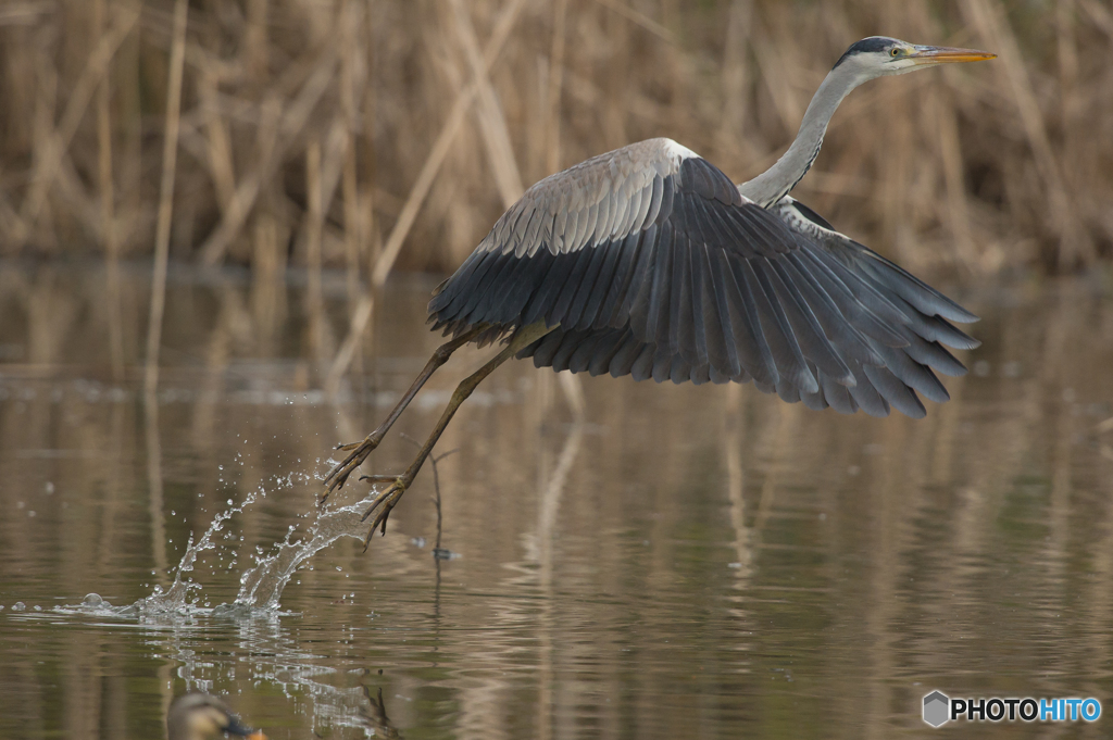いつもの公園　アオサギ五態（４）