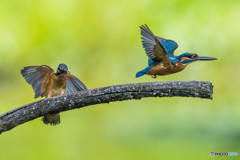 いつもの公園「序章」（カワセミ）（３）