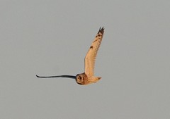 利根川堰堤「夕映」（コミミズク）