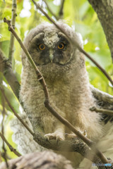 トラフズクの木「佇む木」