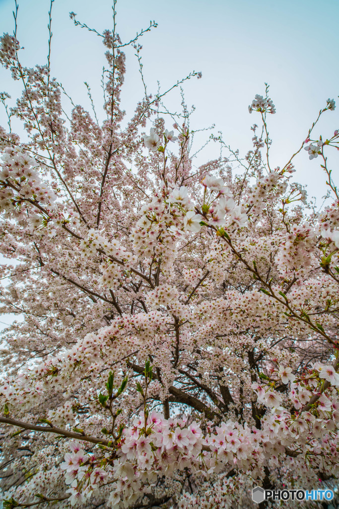 桜の樹の下で（埼玉県幸手市権現堂公園）（２）「満開」