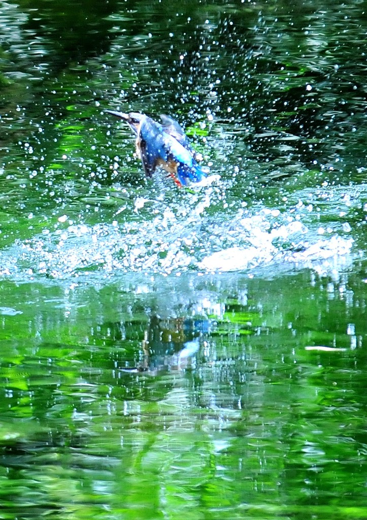 カワセミの池（３）８－４「抜水」