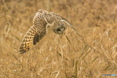 冬野人悠々「狩り」（コミミズク）（２）
