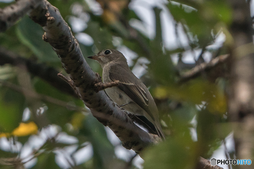 いつもの公園「コサメビタキ初見」