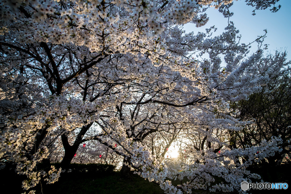 シェイクダウンD850（権現堂桜）