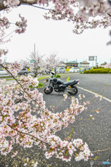 桜の樹の下で（埼玉県幸手市権現堂公園）（２９）「止メ」