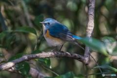 青い鳥をみつけました。（ルリビタキ）（２）