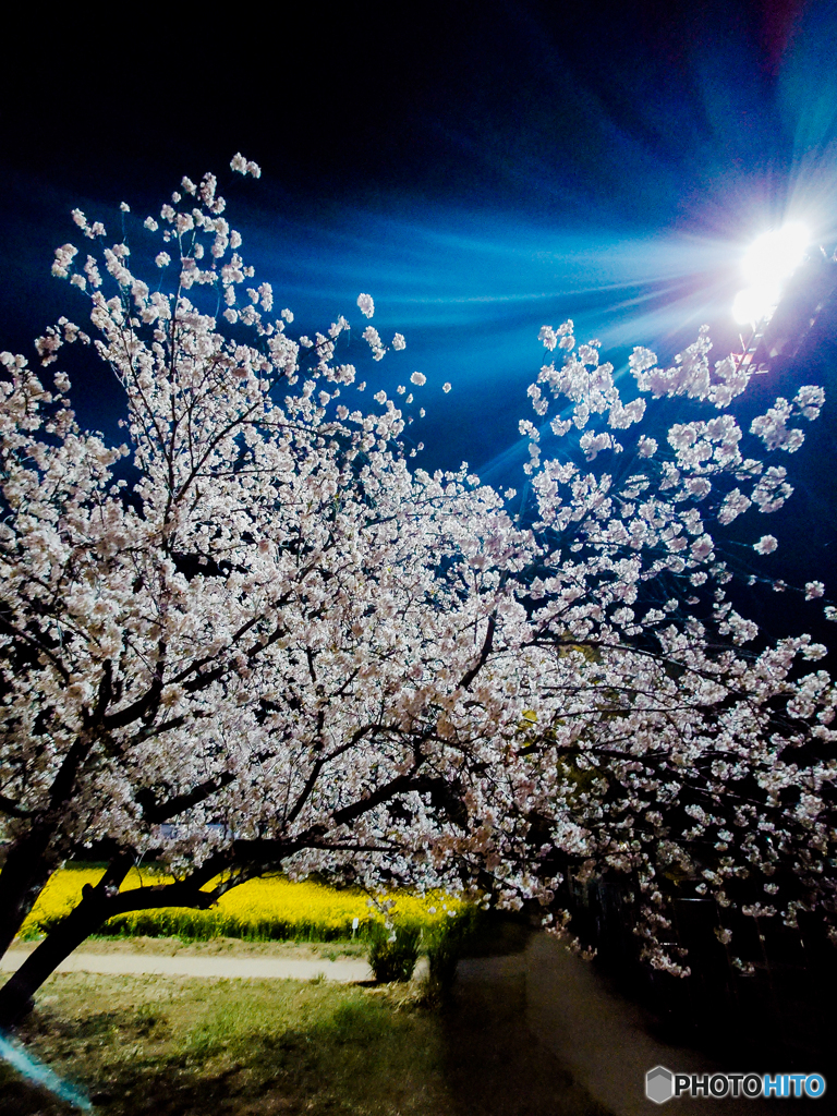 いつもの公園「桜光踊」