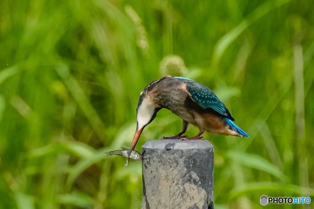 いつもの公園「顔」