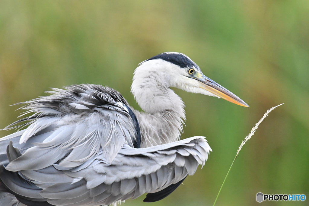 いつもの公園「モコモコモコ」