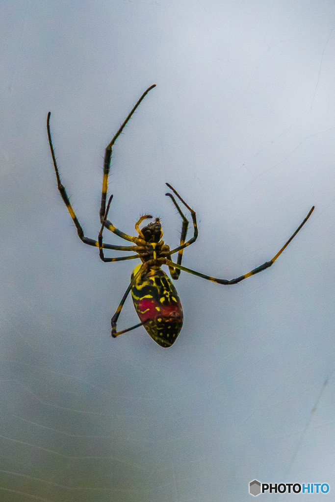 いつもの公園「蜘蛛」（ジョロウグモ）（２）