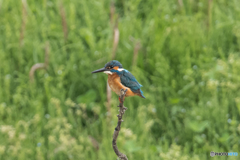 いつもの公園「カワセミ」寸写（４）