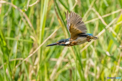 いつもの公園「居心地の良い場所」