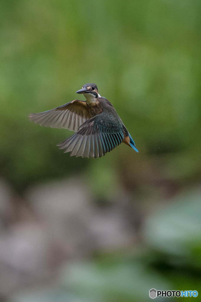 いつもの公園「ホバ、ホバ」（３）