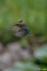 いつもの公園「ホバ、ホバ」（３）