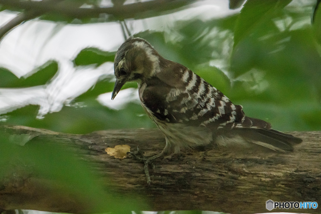 いつもの公園「啄木鳥（キツツキ）」（コゲラ）（２）