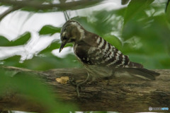 いつもの公園「啄木鳥（キツツキ）」（コゲラ）（２）