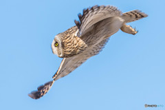 コミミズク近接（３）