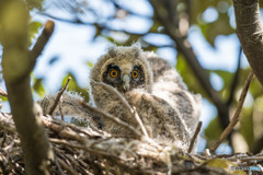 トラフズクにぎやか（13）