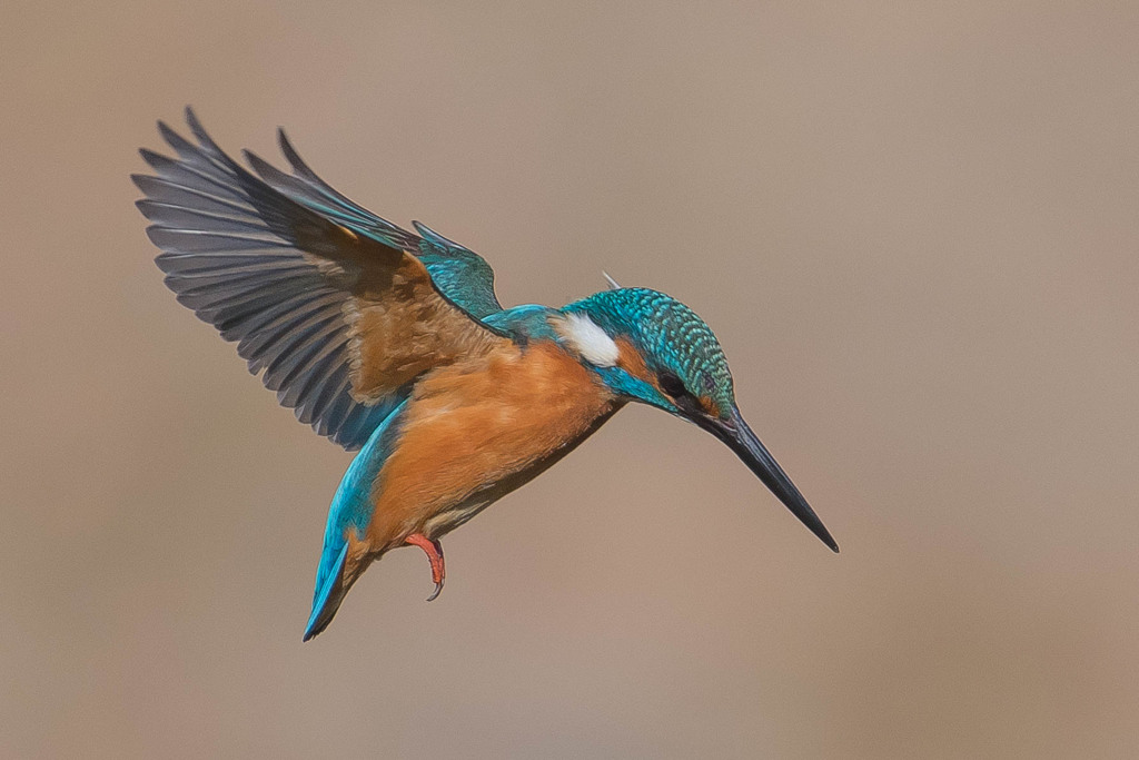 いつもの公園「カワセミ登場」