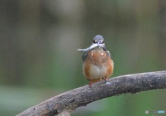 いつもの公園「サカナ」カワセミ