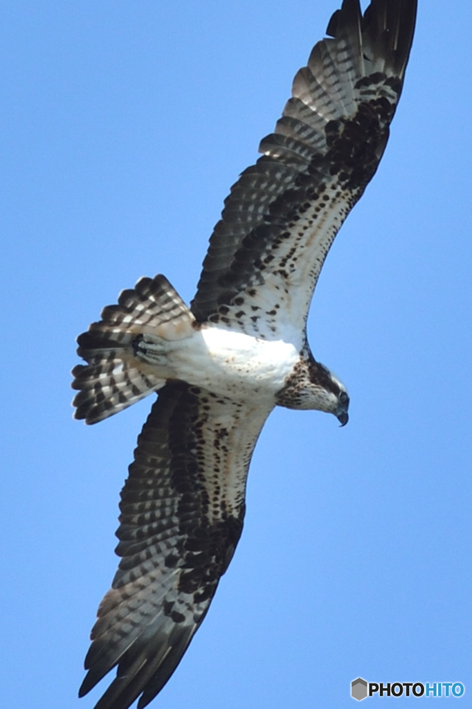 ミサゴ来る（２）