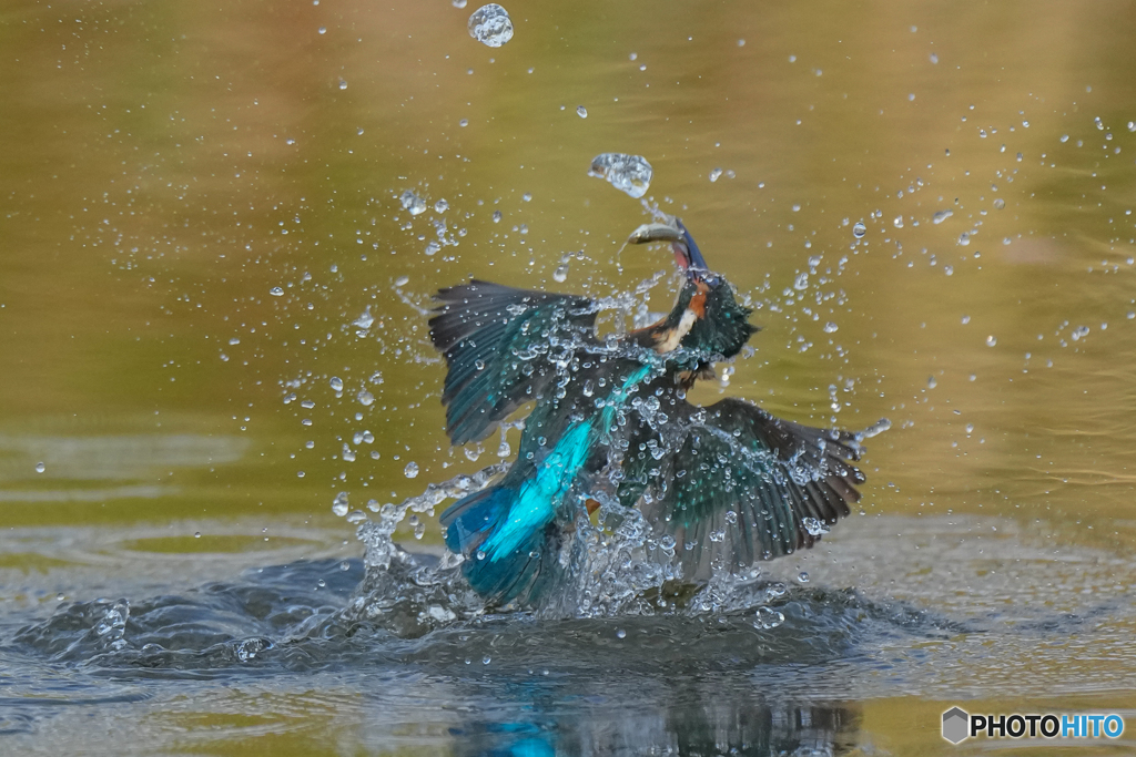 いつもの公園「お魚パラパラ」（２）