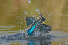 いつもの公園「お魚パラパラ」（２）