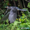 いつもの公園「オヤッ、ツツドリだぁ。」（ツツドリ）（５）