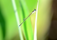 蜻蛉姿態 8-8 「輝き」 蜻蛉姿態 8-8 「輝き」