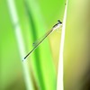 蜻蛉姿態　８－８　「輝き」